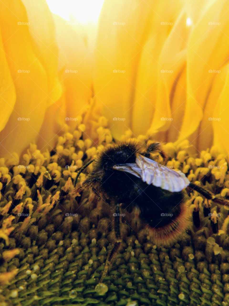 Bee