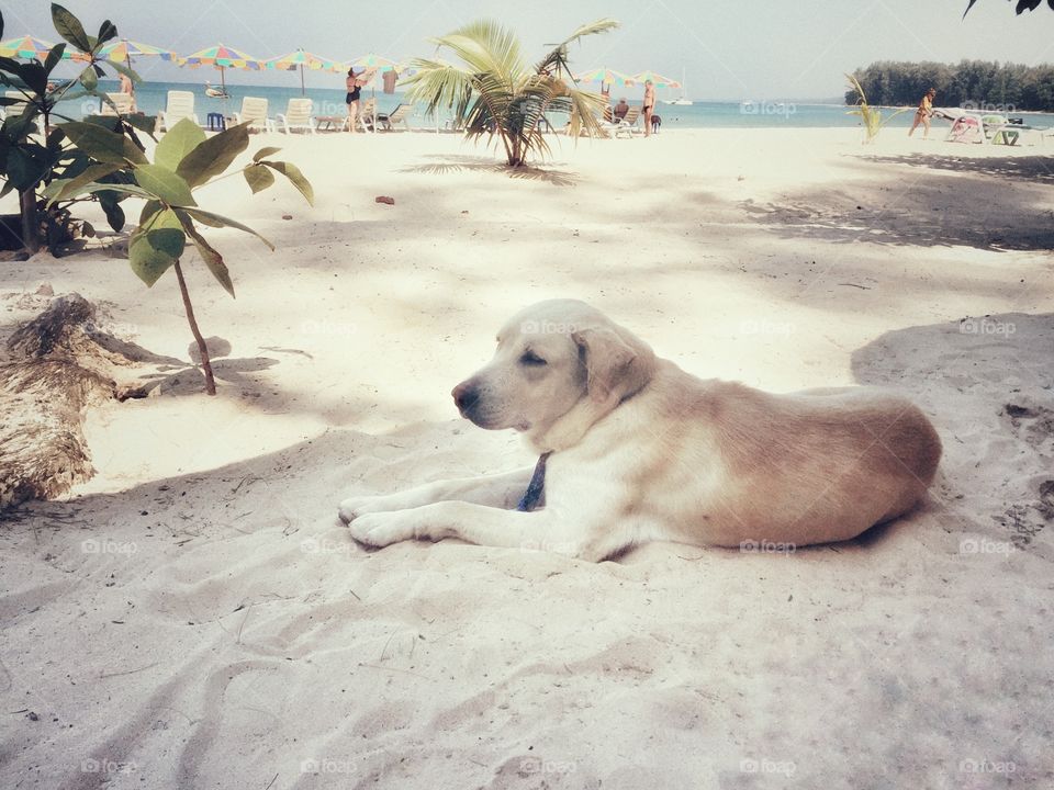 White labrador dog is laying on white sand beach 