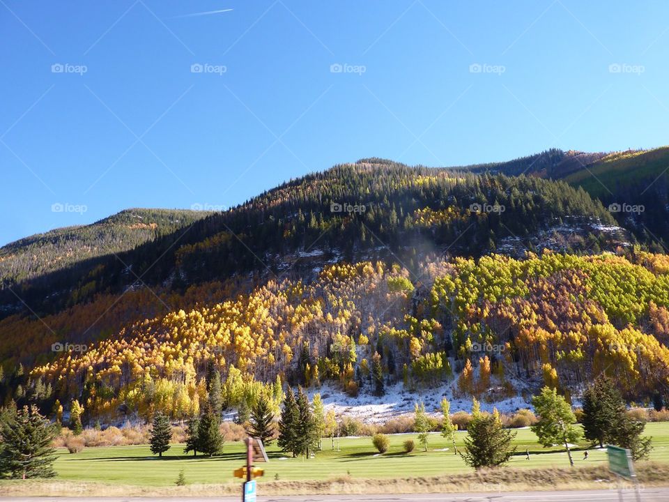 aspens