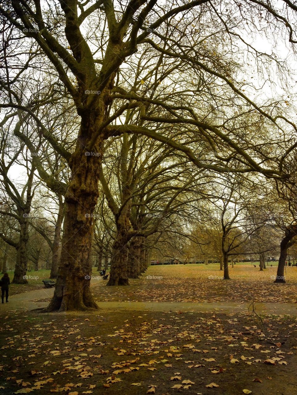 Green Park, London