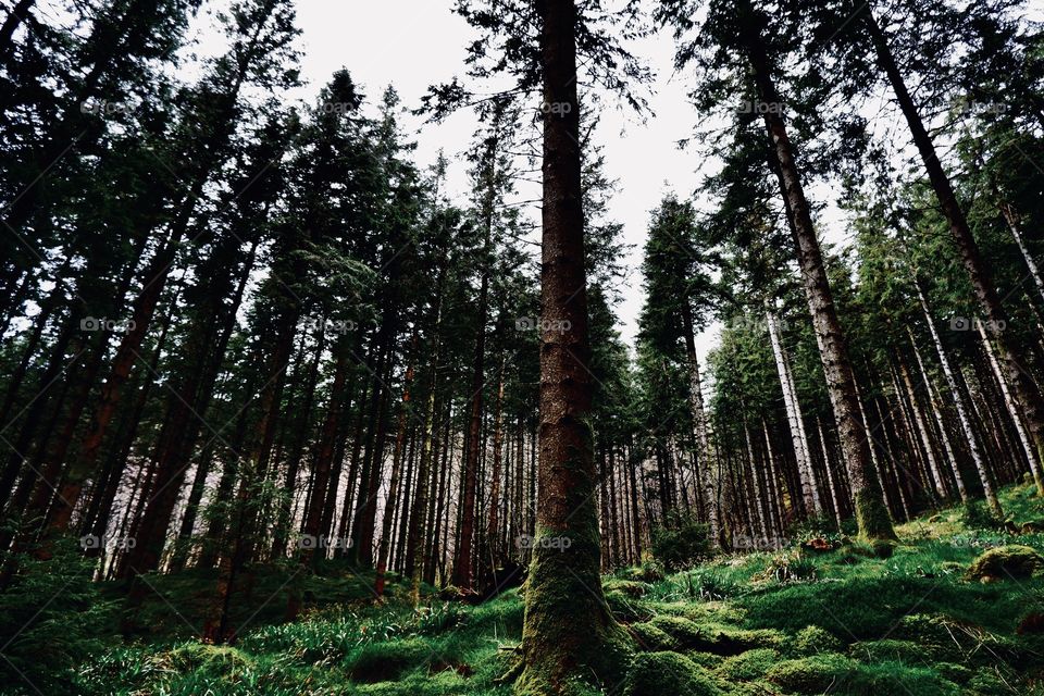 Trees in forest in daylight during autumn 