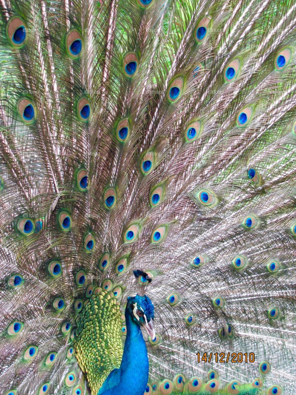 Nothing compares to the grace, beauty & pride of a Peacock !!