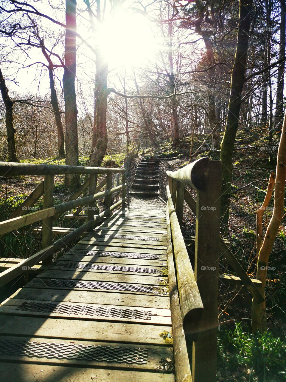 Stairway in the glen