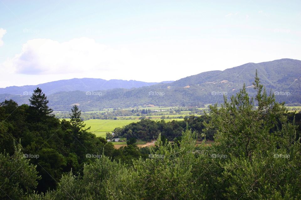 Vineyard in Napa Valley