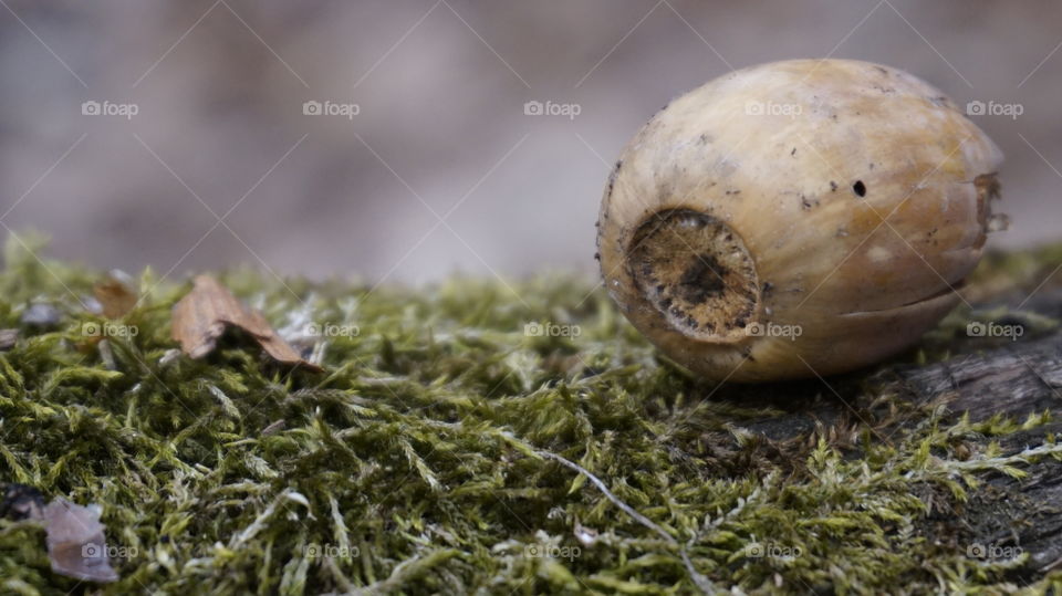 moss. nature