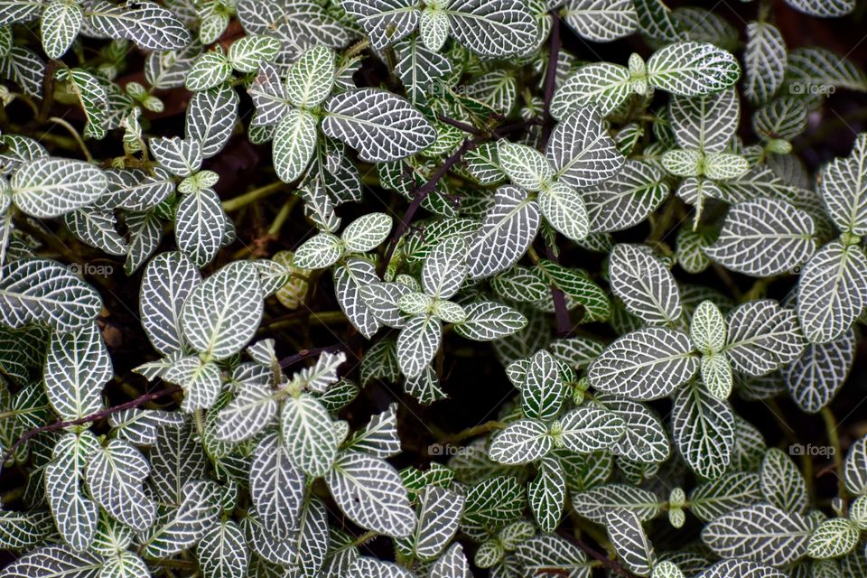 Foliage with bright crisp lines, fun to focus on