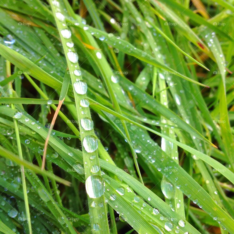 Water drops on grass. Close up of water drops on grass