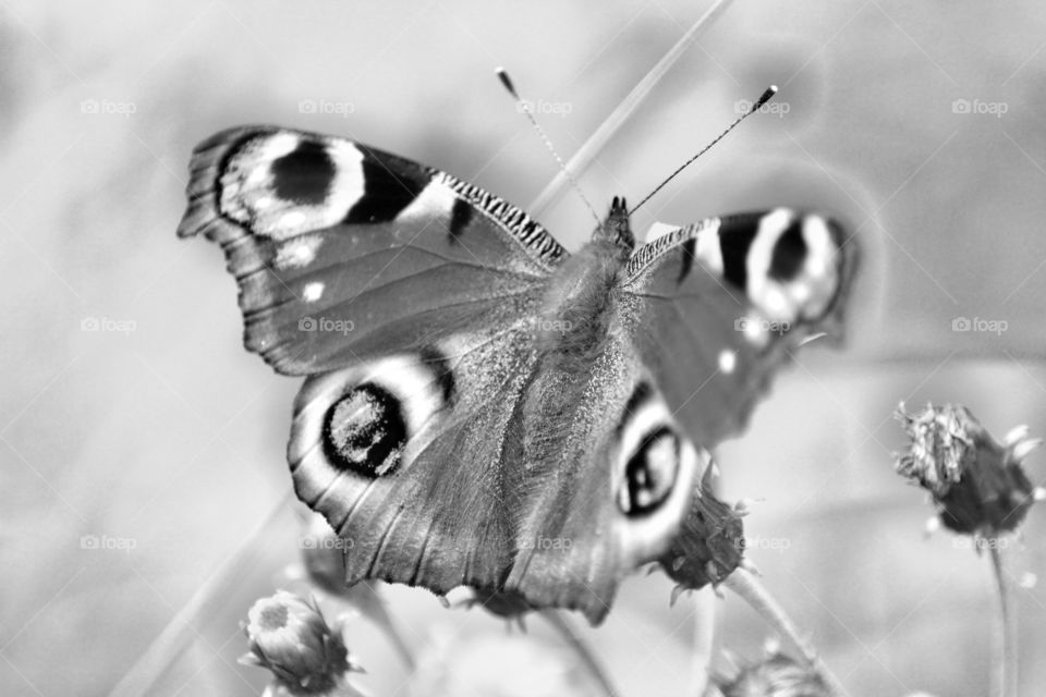 Black and White  butterfly