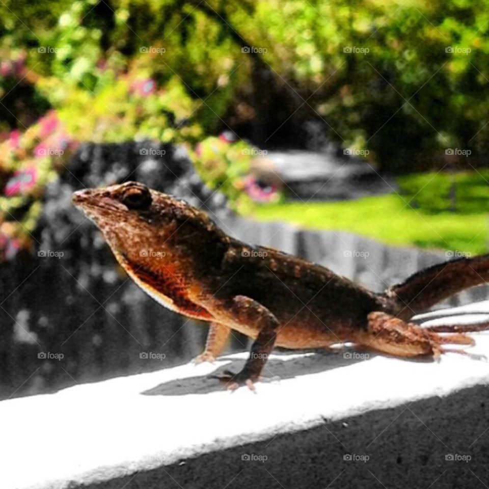 Sunbathing lizard