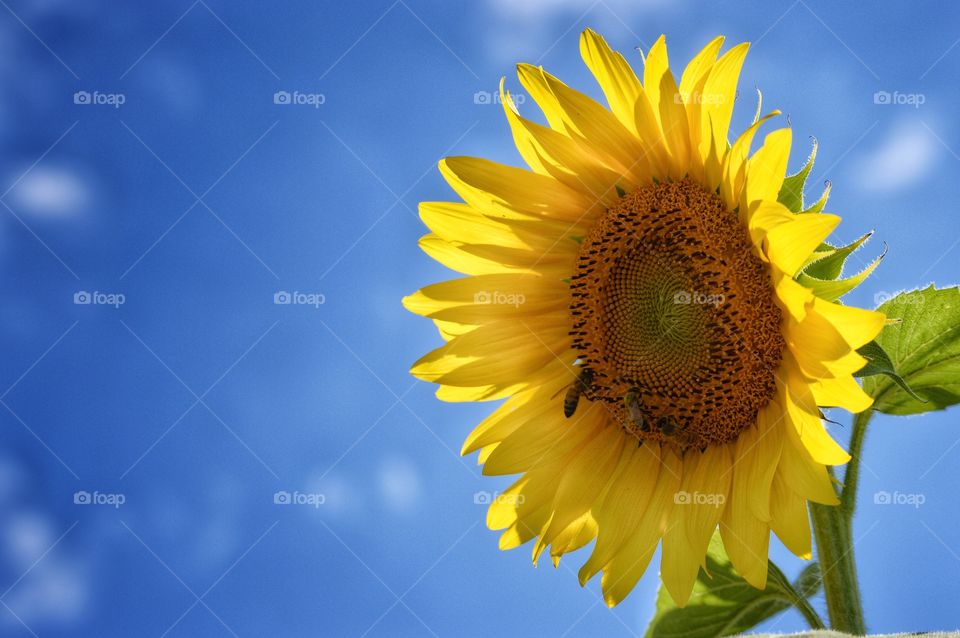 Sunflower & Blue Sky 2