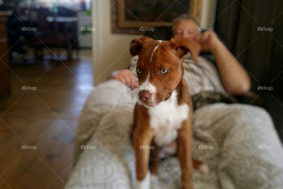 A puppy dog sitting in a man's lap in the recliner at home