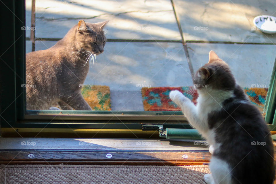 House Cat Meets Street Cat