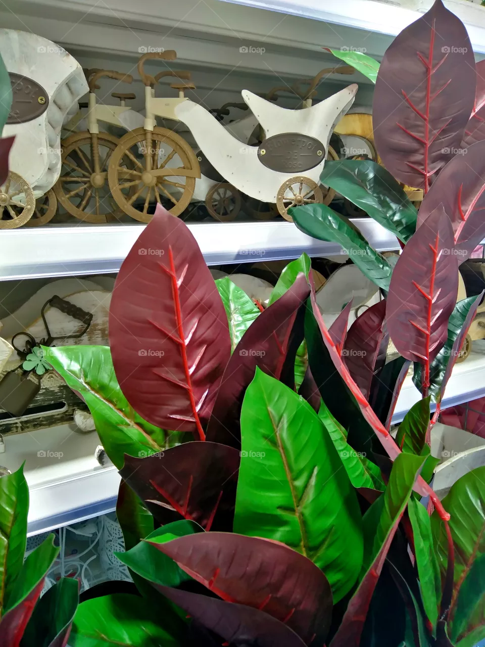 Plants