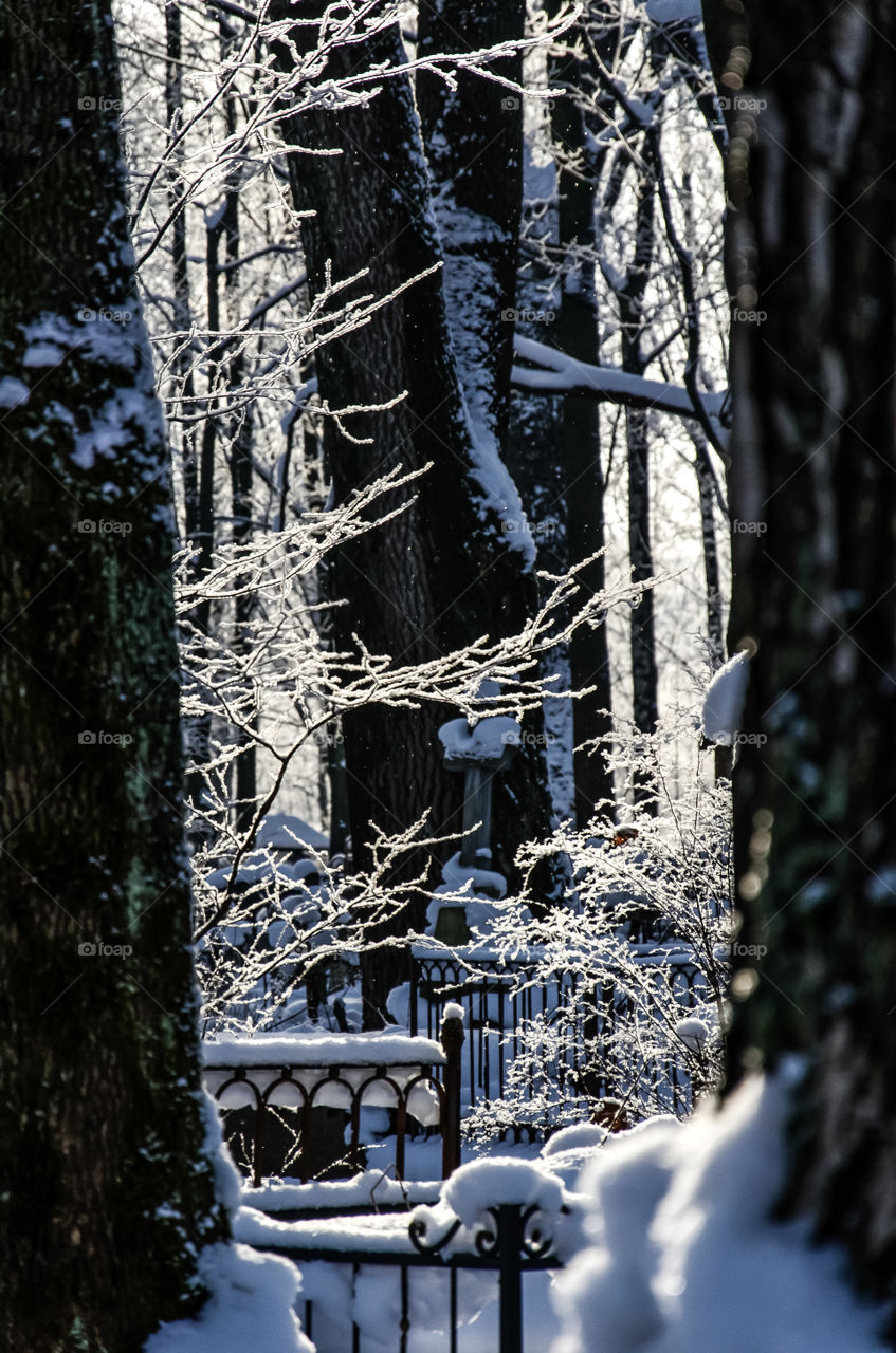 Winter nature. Winter sunlight. Frozen plants.