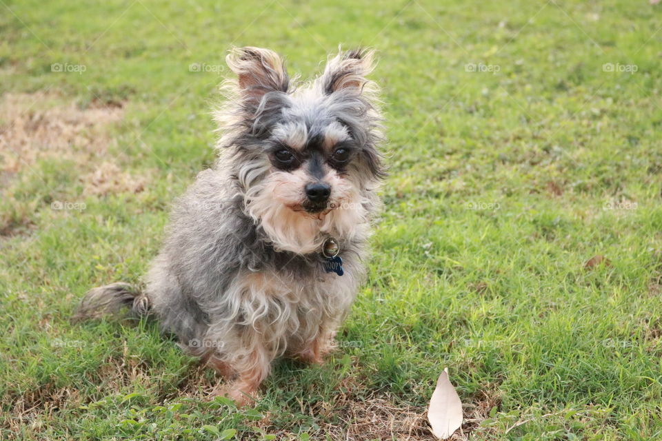 Yorkie Dog