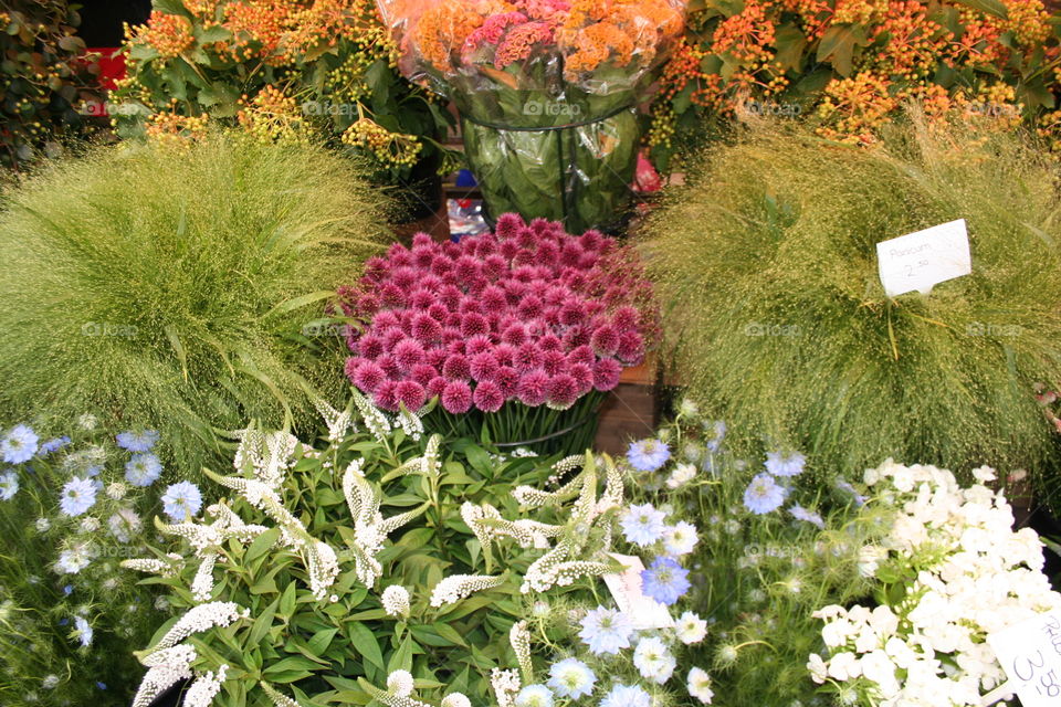 Amsterdams flower market