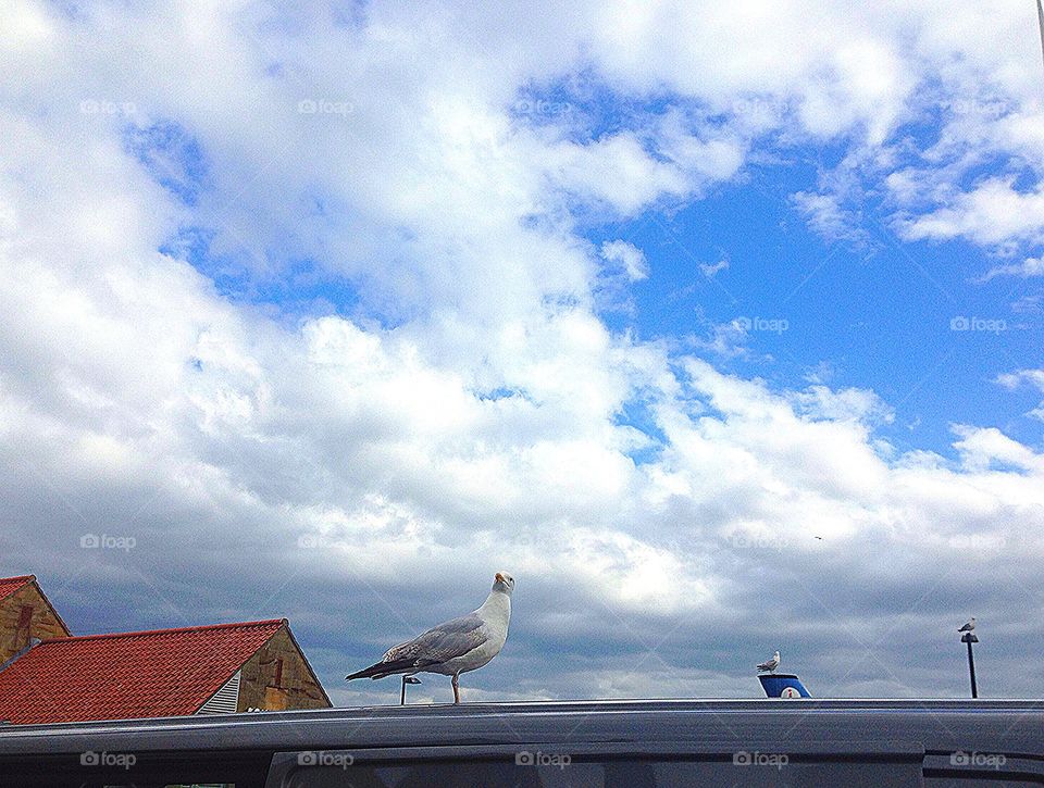 Seagull in Scarborough