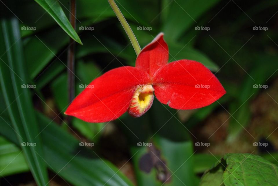 Red tropical flower