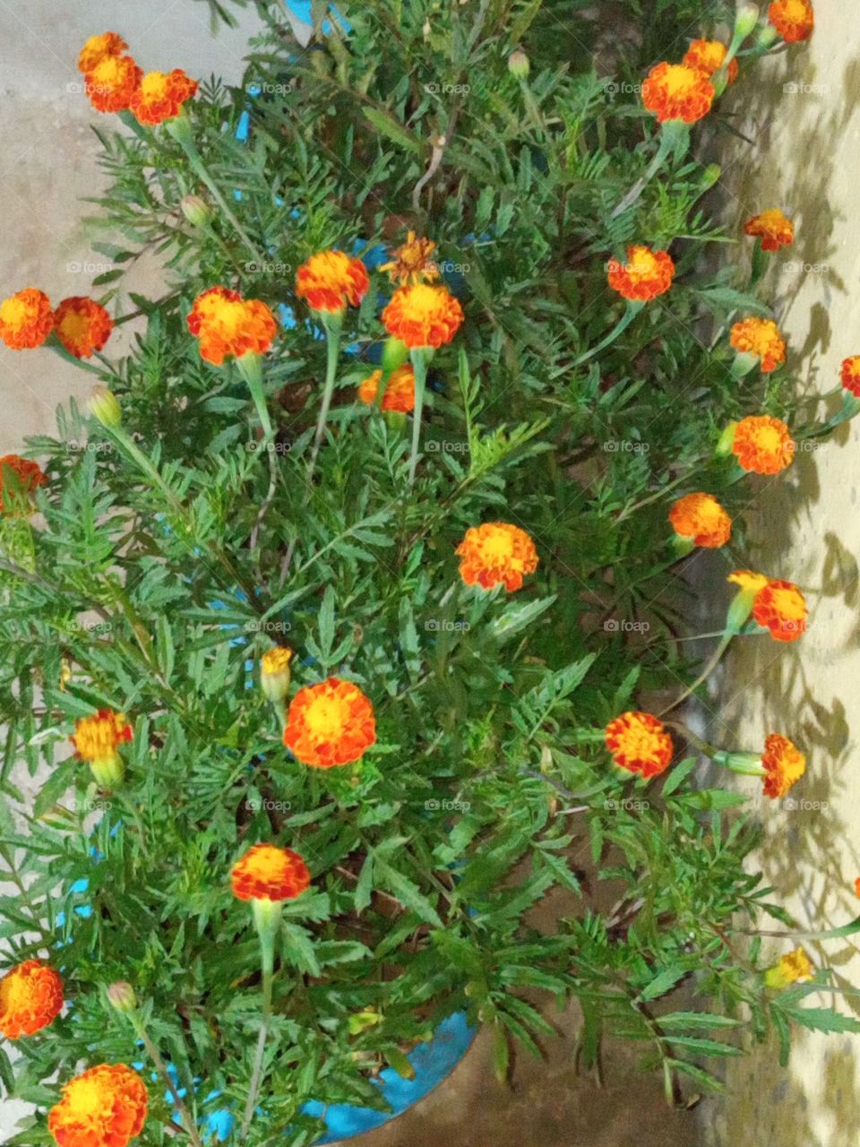 beautiful marigold🌸🌺🌻🌹🌷🌼💐