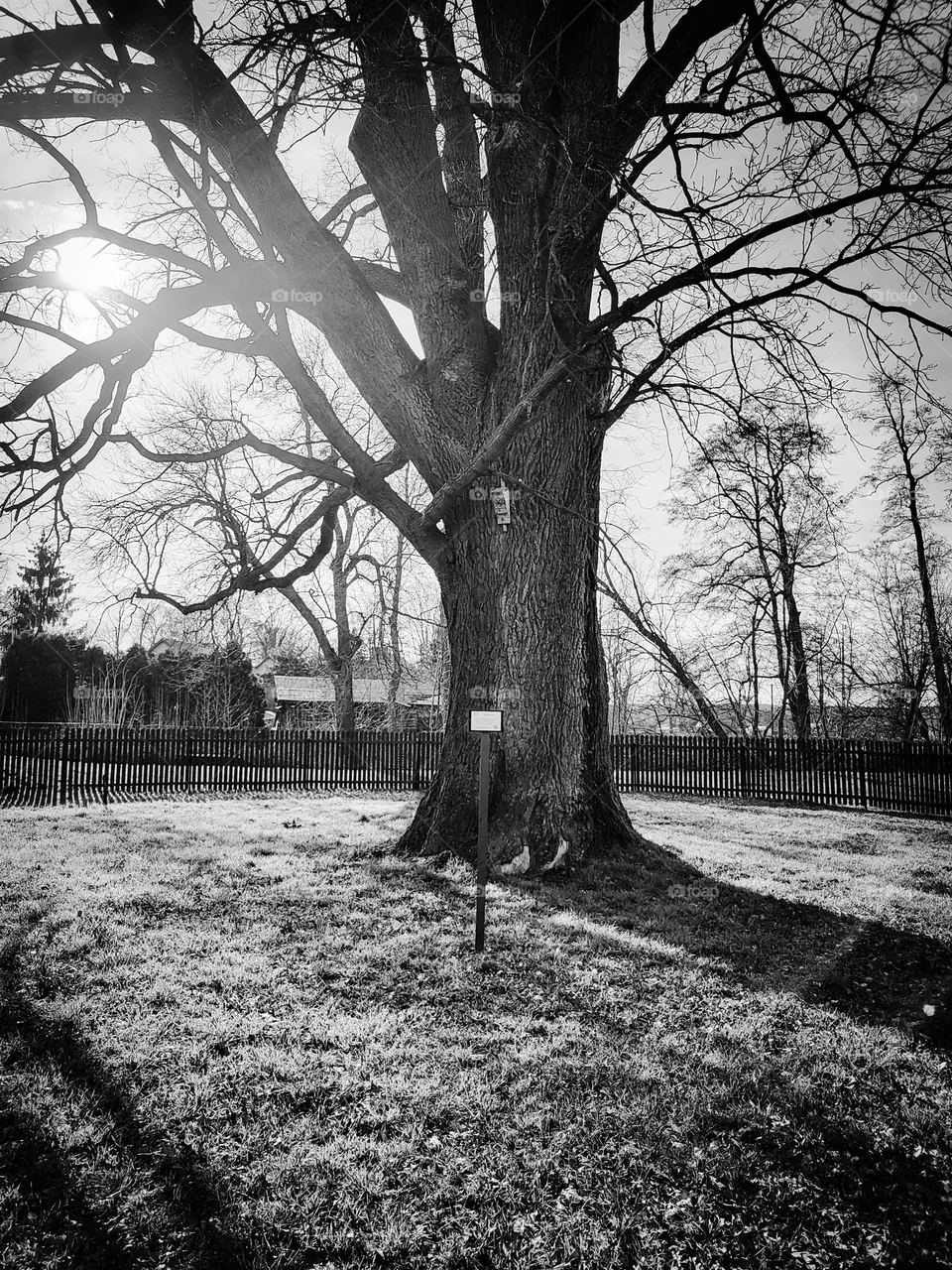tree