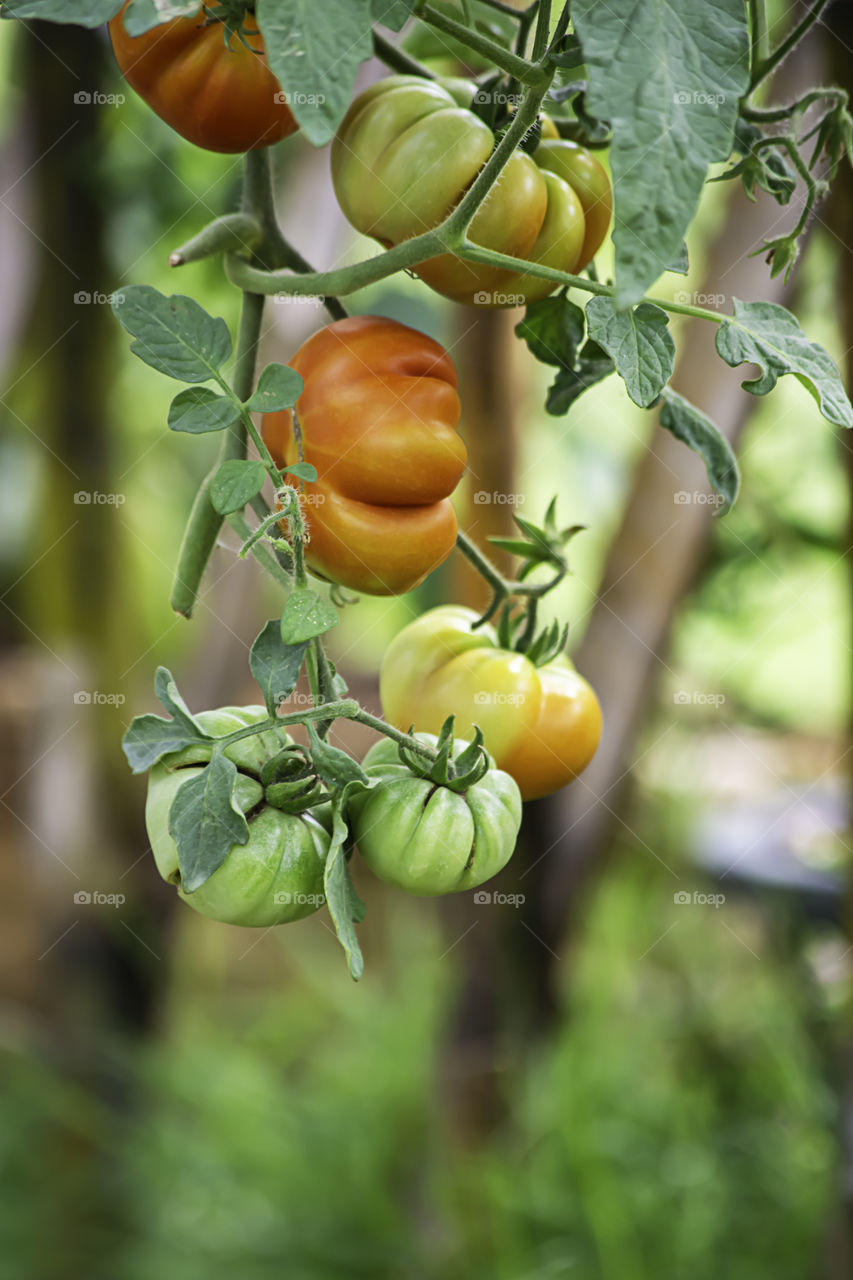 Bright red tomatoes on many trees in the garden.