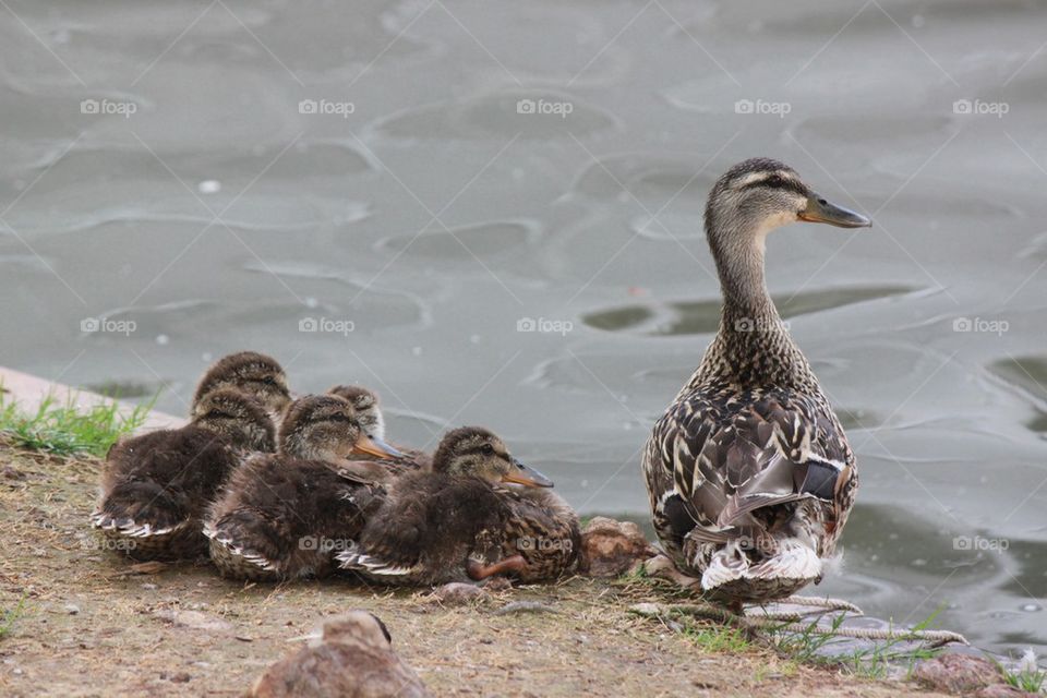 Duck Family