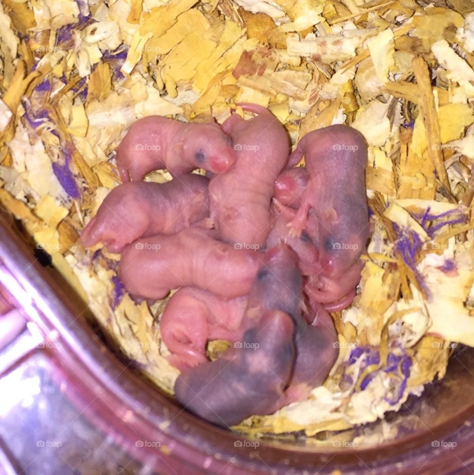 Newborn mice