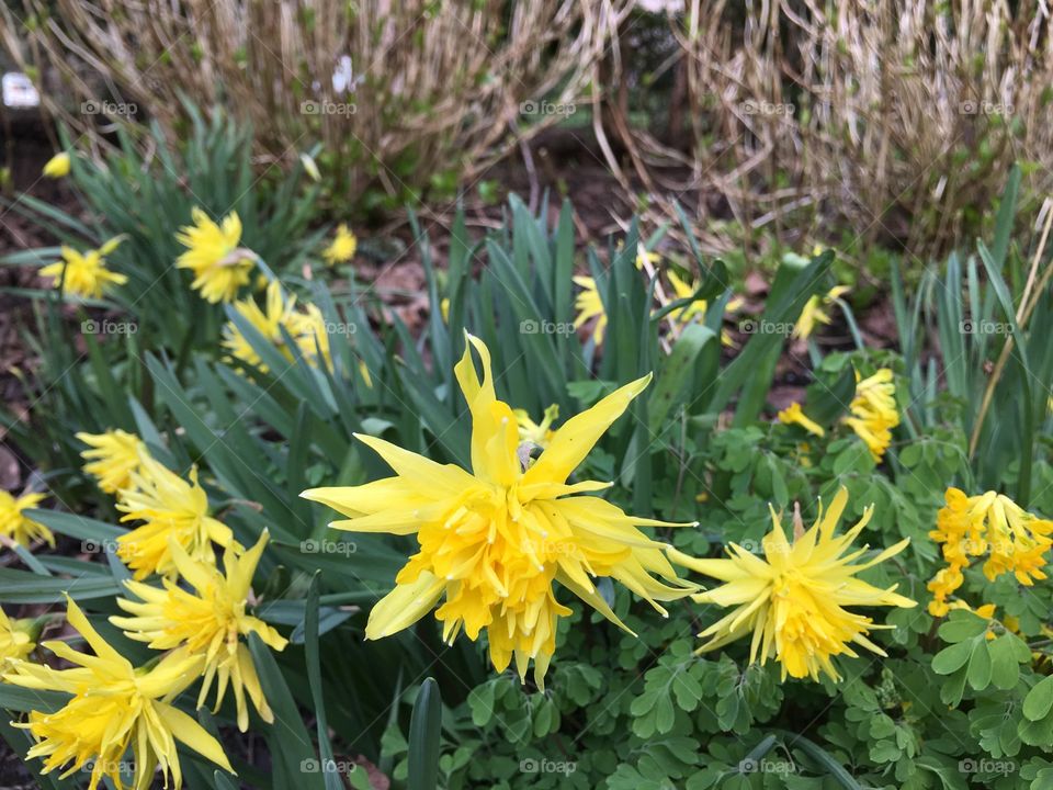 flowers growing in field