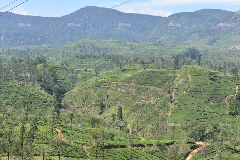Beautiful tea astate accompanied by the mountains