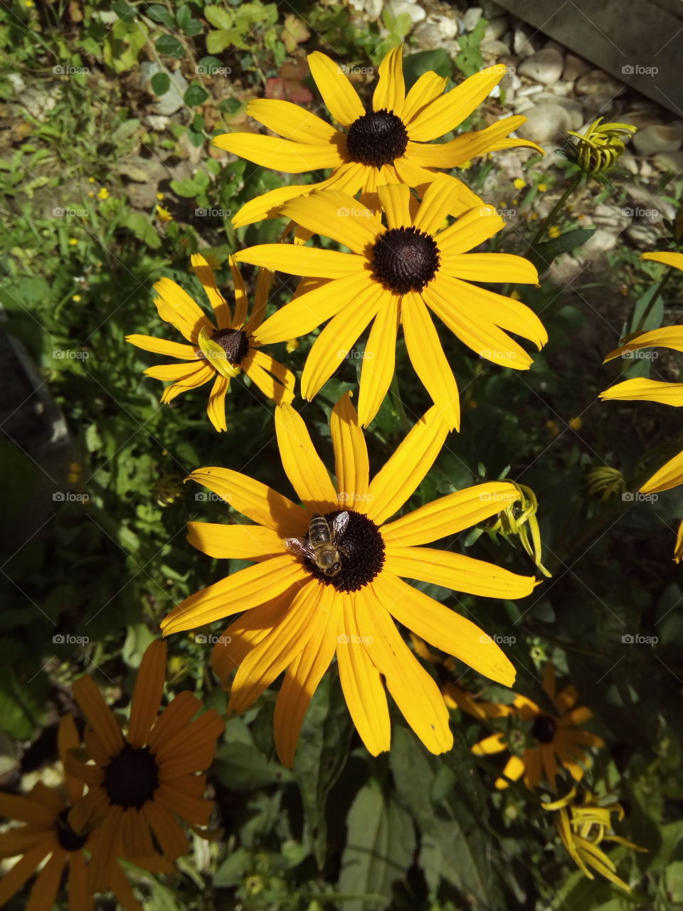 Flowers from the Black Forest