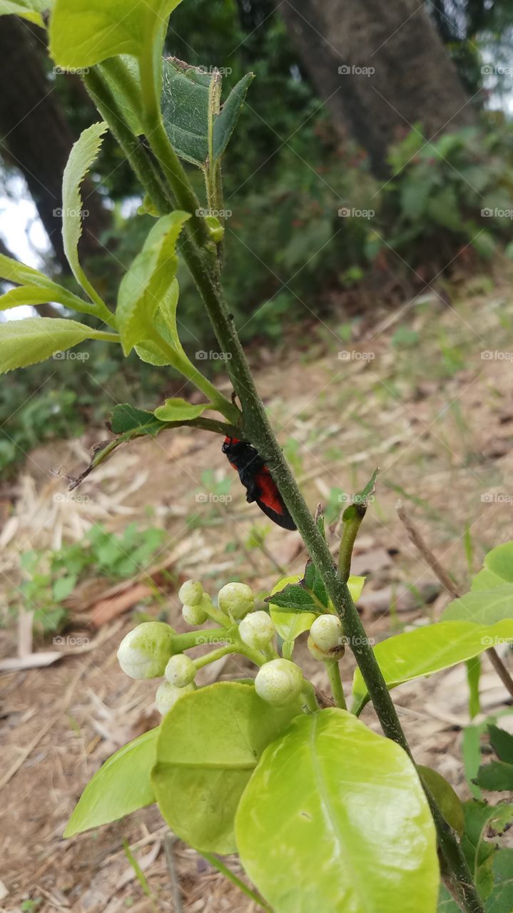 A beautiful Red and Black insect is found in Spring time where flowers are growing.