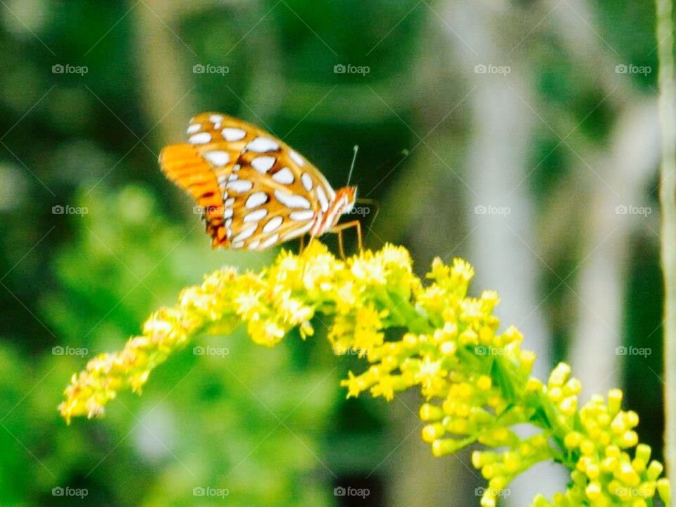 Nature, Butterfly, Insect, No Person, Summer