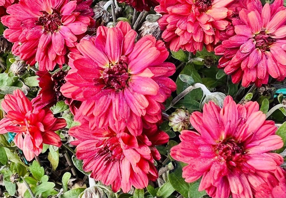 Red flowers 