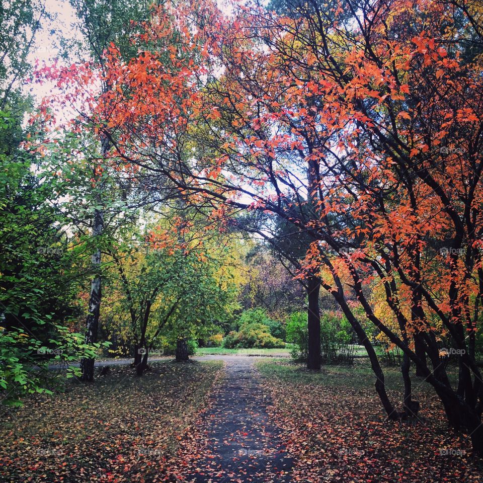 Fall, Tree, Leaf, Landscape, Season