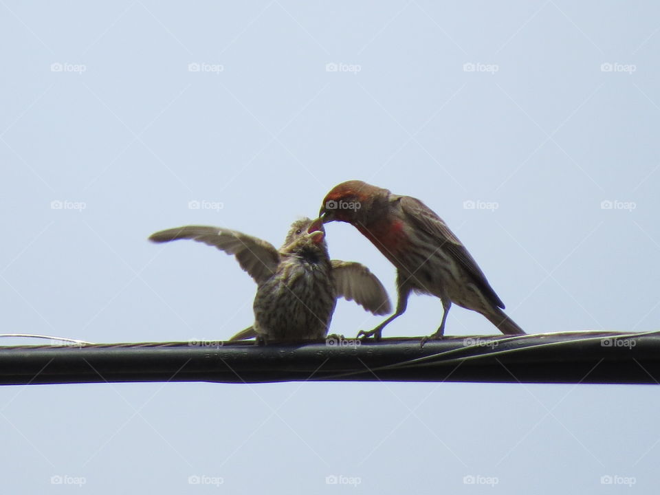 papa bird feeds baby bird