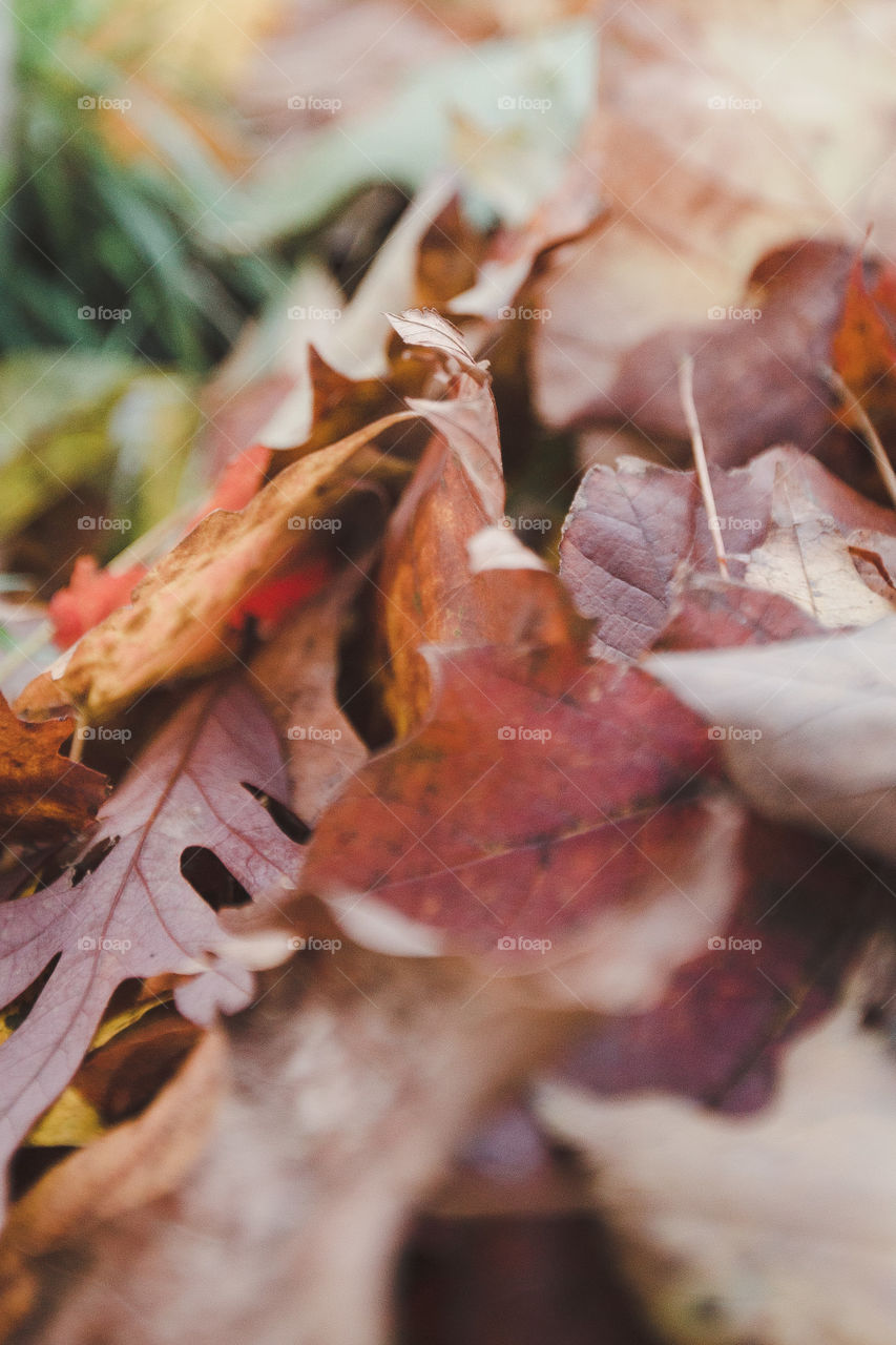 Fall foliage 