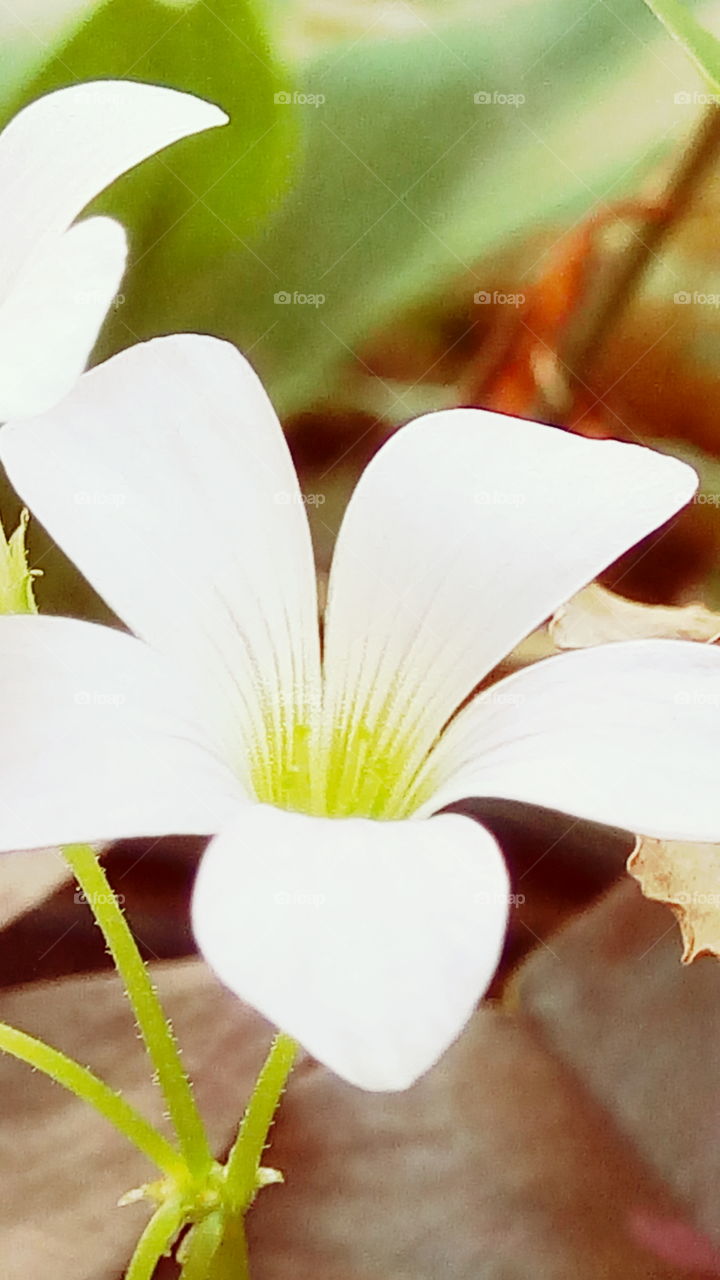 delicate petals