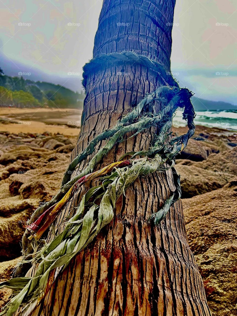 Palm tree and rope AMR Wozko