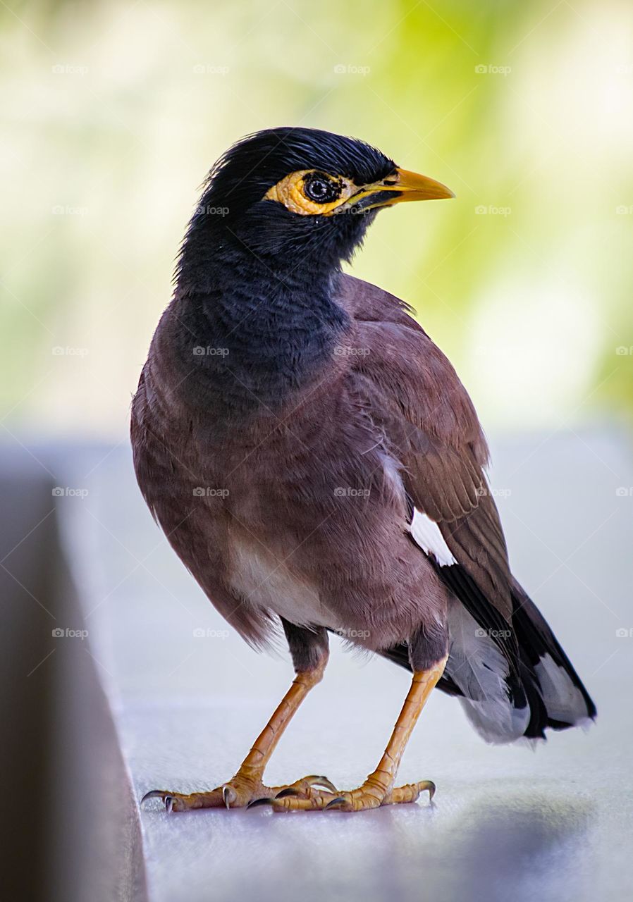 Photo of the bird close up. 