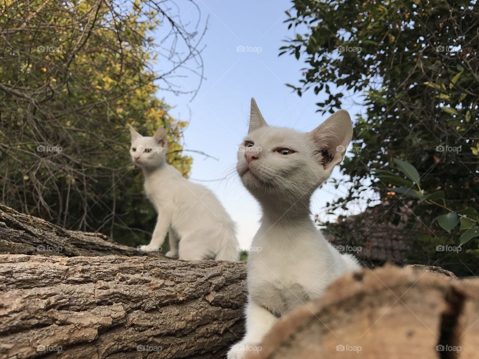 Two white half-siamese cats, sitting on logs of tree trunks with blue sky behind them and green trees.