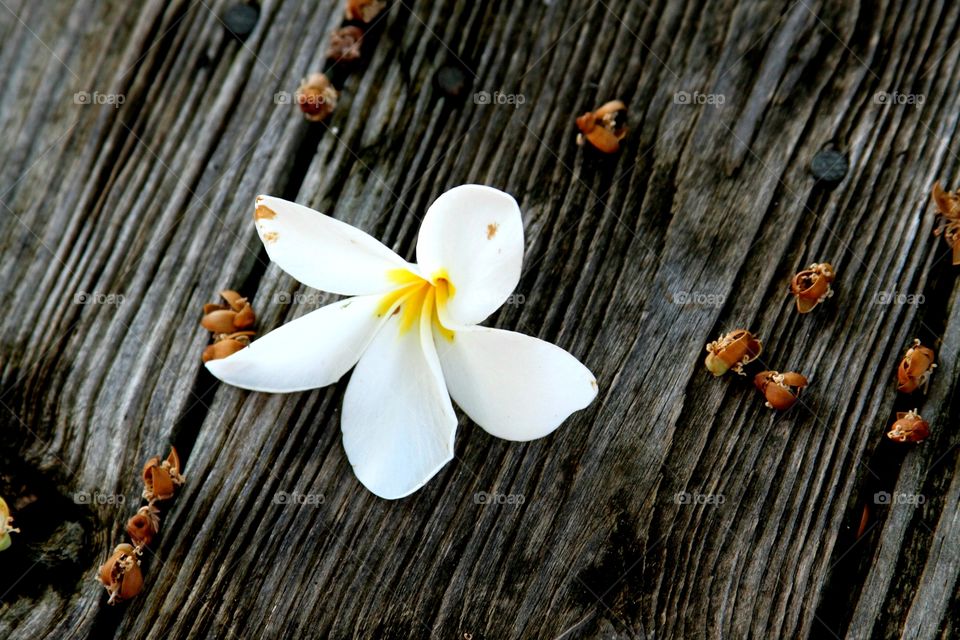 fallen blossom on wooden walkway