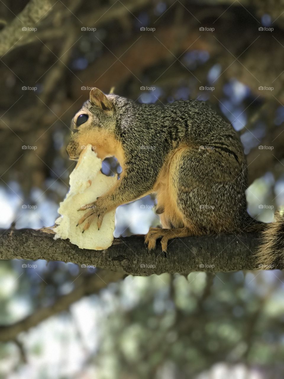 Squirrel eating bread