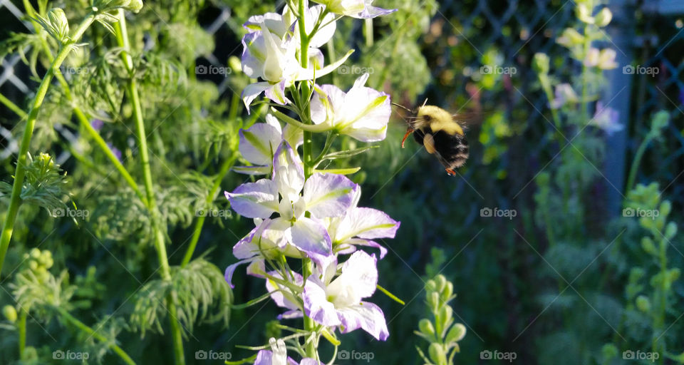 Bumblebee hovering around flowers