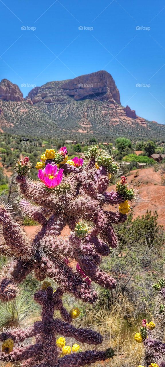 desert flower with a view