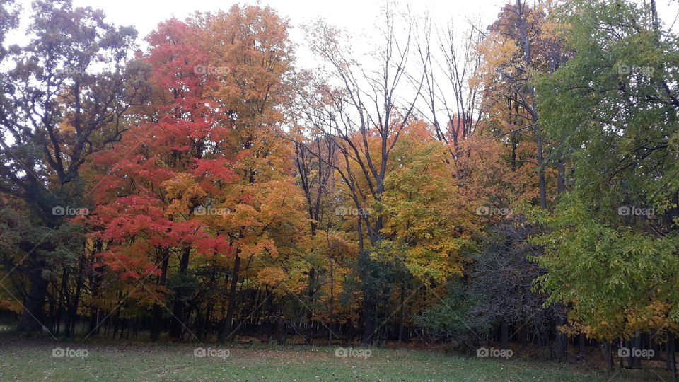 Autumn. forest