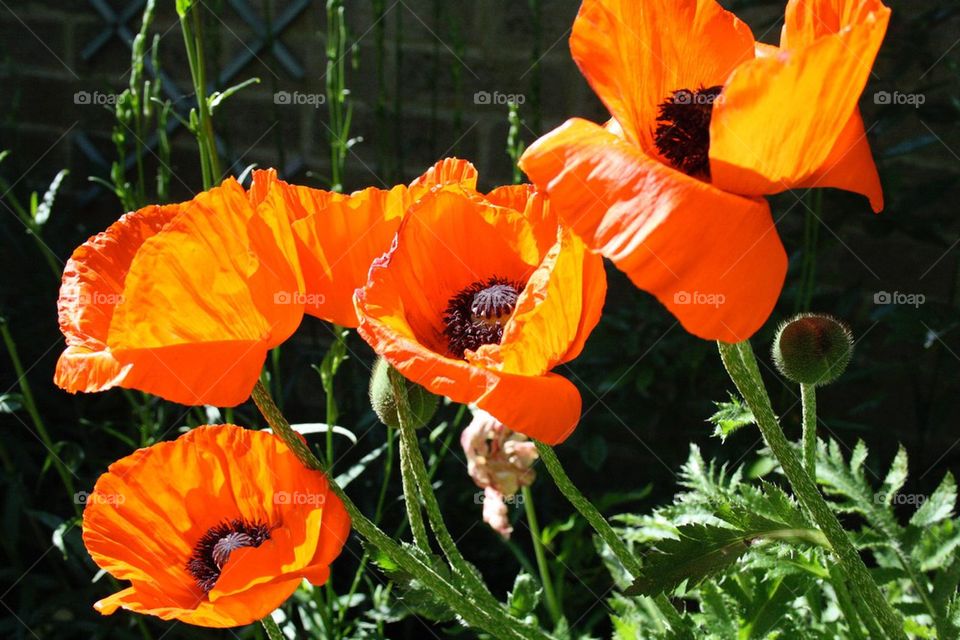 Shirley poppies 