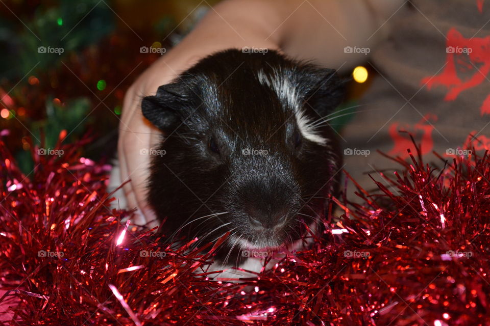 guinea pig and hand child