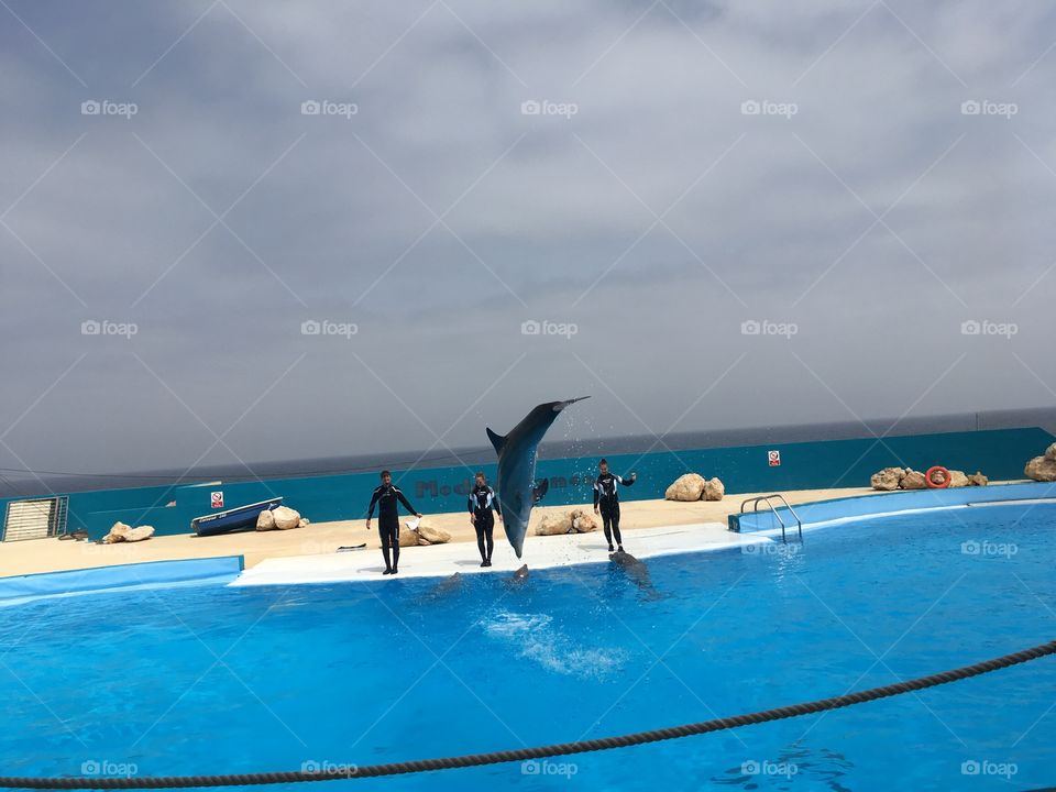 Malta, Malta Island, Dolphins show