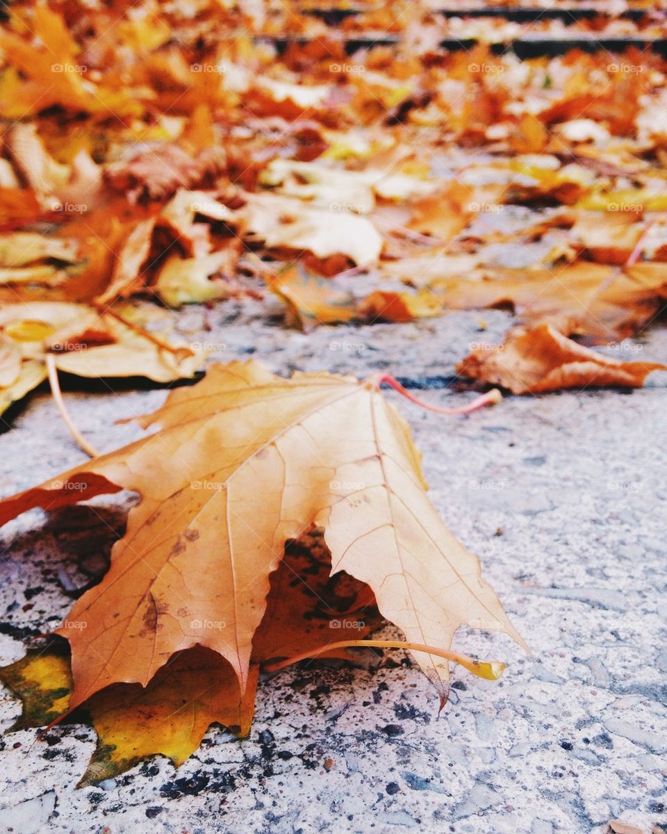 View of colorful autumn leaf