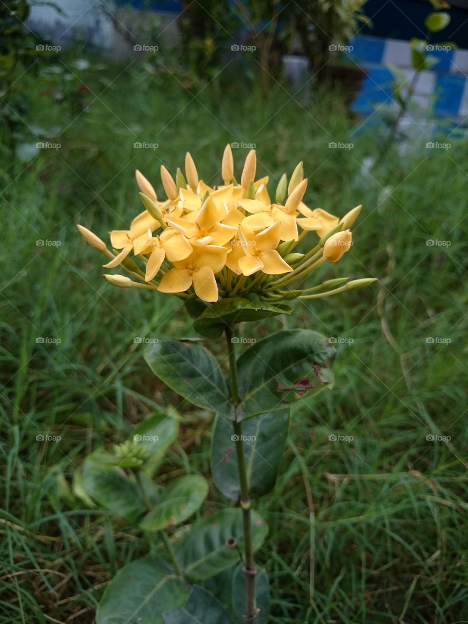 Yellow Flower 2